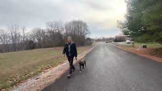 Heel Session With Harley The Pit Bull