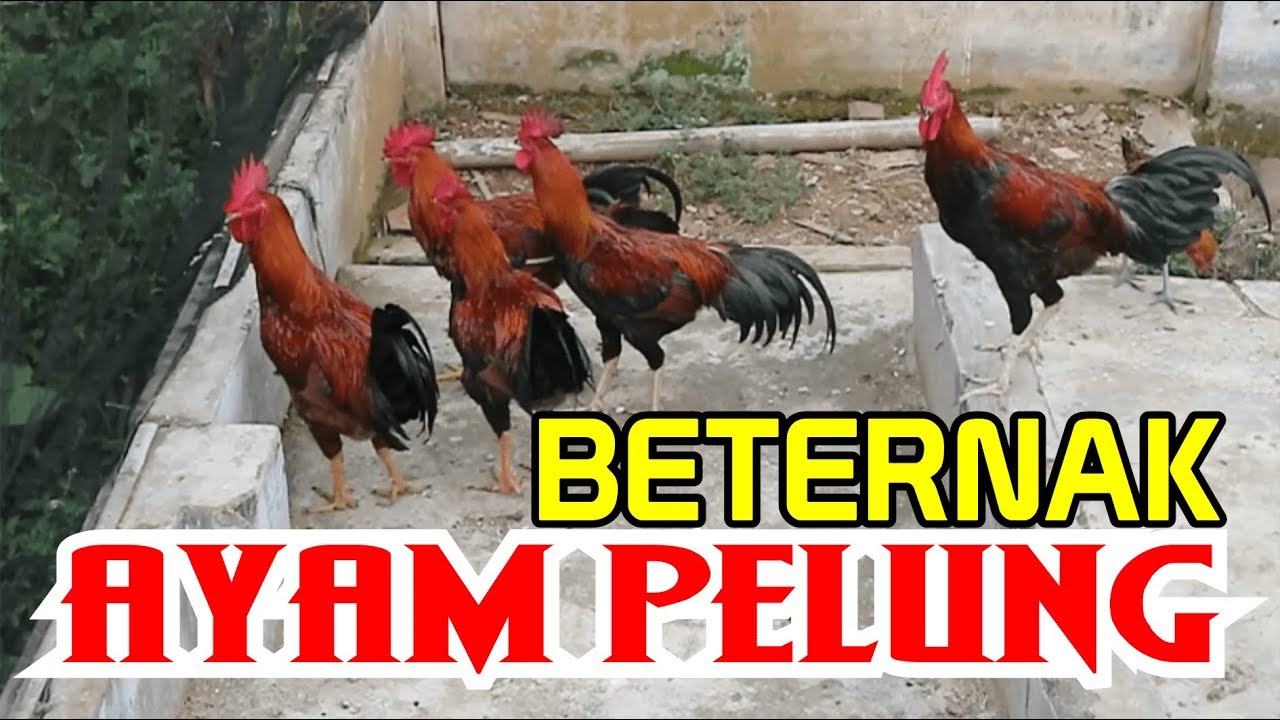Beternak Ayam Pelung_Pelung Chicken