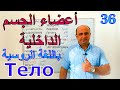 (36) اعضاء الجسم الداخلية في اللغة الروسية | شرح اعضاء الجسم الداخلية بالروسية | تعلم اللغة الروسية