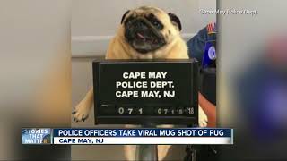 pug shots