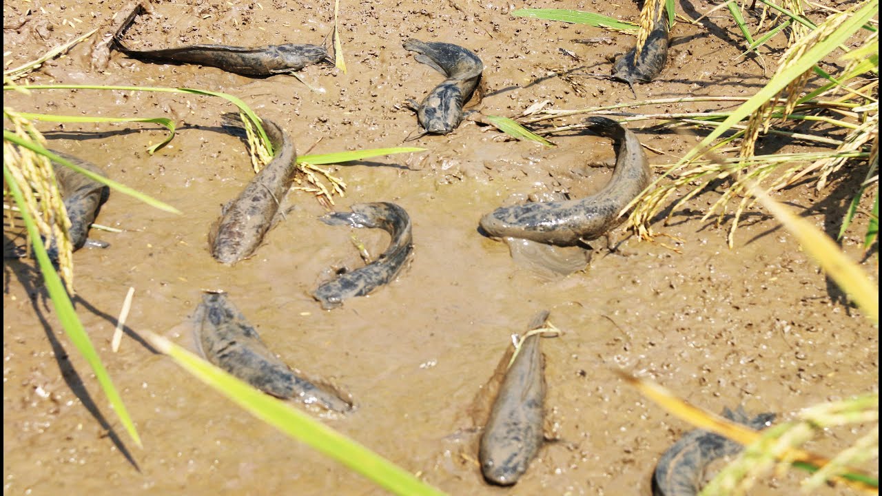 Real Catch Fish Harvest Season    A Man  Real Catch Fish On Rice Fields