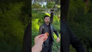 How Crows Be When You Feed Them Vs When You Mess With Them.