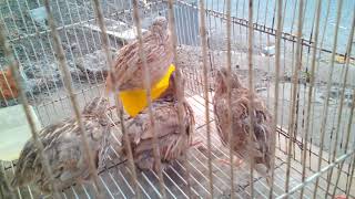 Burung puyuh