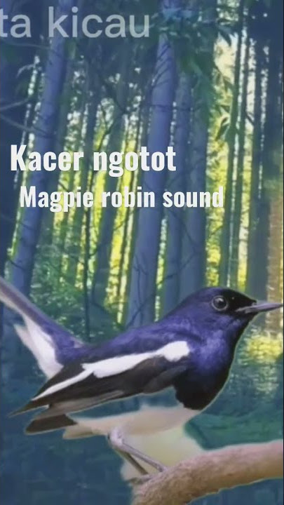 kacer kasar dan ngotot