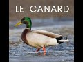 Le canard documentaire