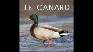 Le canard (documentaire)