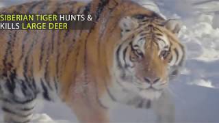 Most Spectacular Tiger Hunting Skills Compilation Deer vs Buffalo