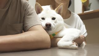 喧嘩だと勘違いした柴犬が夫婦の間で心配した姿に和まされました！