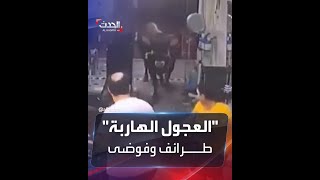 مشاهد طريفة لهروب عجول الأضاحي في مصر