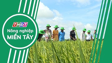 Toàn cảnh Nông nghiệp - 13/12/2024 | Nông nghiệp Miền Tây