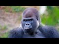 Gorilla Is Too Hungry So Kevin Macleod Comfortable Mystery Part 4 You Tube Audio Library