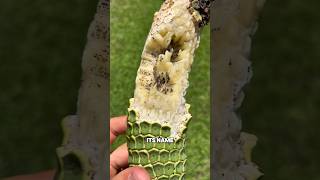 This Fruit Tastes Like Many Fruits At Once