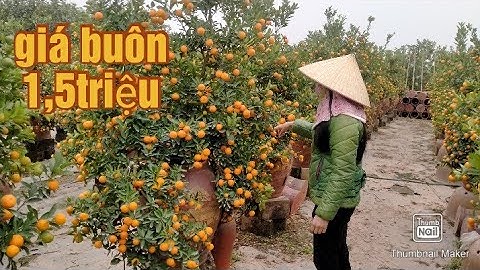 quất cảnh, quất chum, quất tết 2021 - 2022