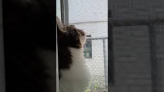 cat attempting to speak crow