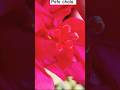busy rhne se pata chala#terracegardenindia #flowertypes #viralshort #nature #flowervarieties