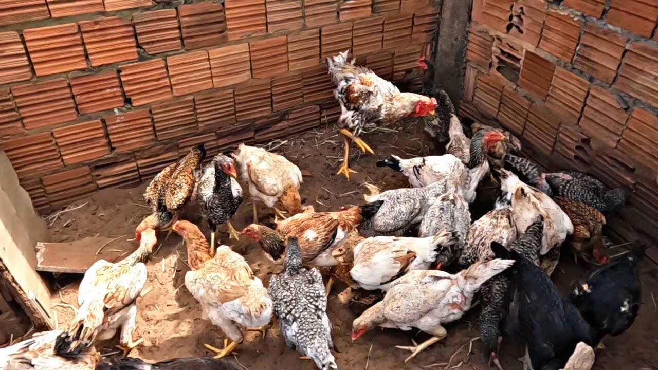 AS GALINHAS ESTÃO BOTANDO SEM GALO / CHOCADEIRA É UM BOM INVESTIMENTO?  