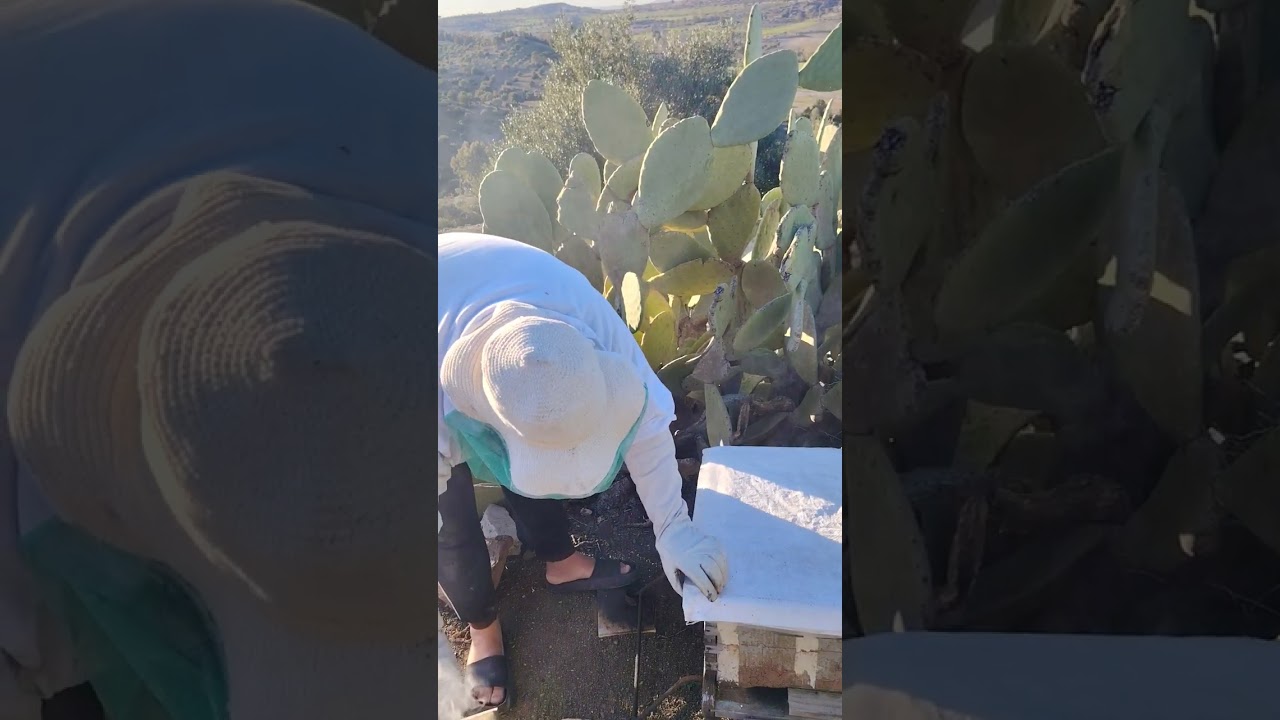 تفقد الخلية بعد غياب طويل وما وجدته مدهش 