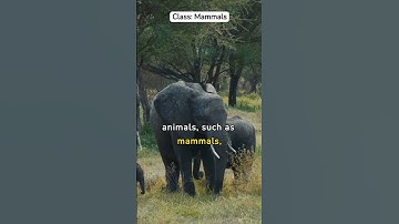 How do scientists classify animals?