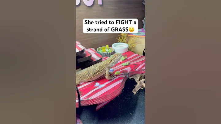Turns out she hates grass😳 #cutepets #beardeddragon #pets #livszoo #lizard #lucythedragon