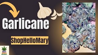 Garlicane Strain Review 🧄 | GMO x Slurricane🔥  Wealth