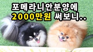 포메라니안분양에 2000만원 쓴 사장이 알려주는 분양꿀팁 | 포메라니안 전문견사 분양