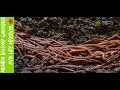 Is My Vermicompost Or Worm Bin  Ready To Harvest?