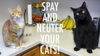 SPAY and NEUTER your CATS!  ft. Jackson Galaxy