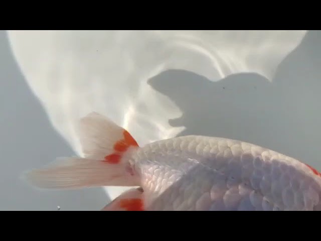 No.8.出雲ナンキン稚魚20匹 出雲ナンキン 3歳魚 超優魚血統