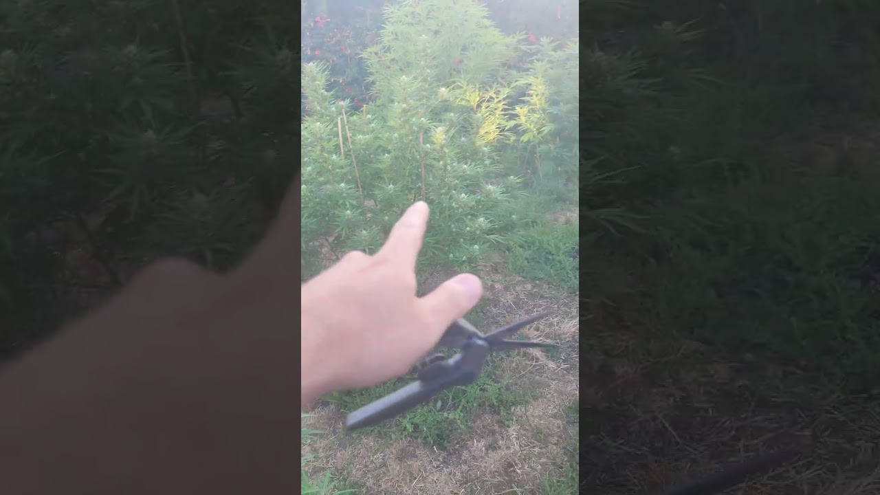 outdoor WEED garden 2023!!!!! All in ground organic!!!