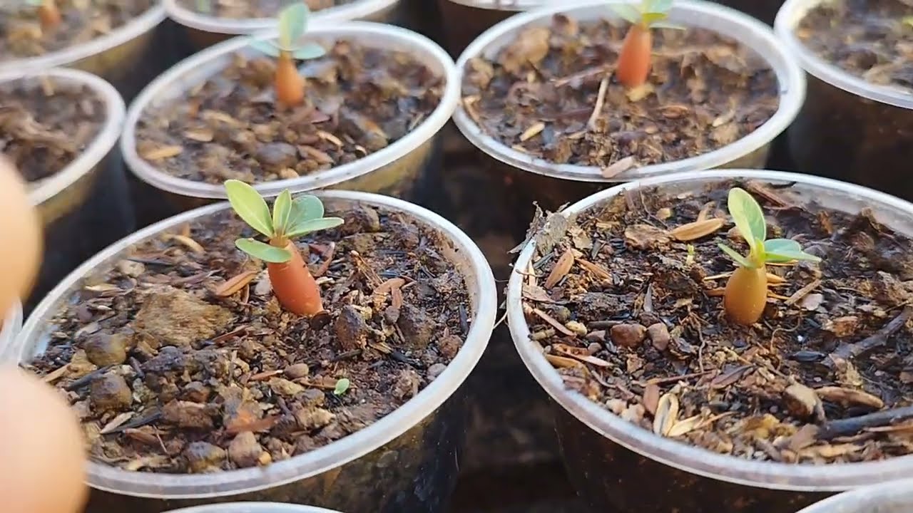 Part 07| germinação das sementes| zap 949197-2307 ou 949840-23518