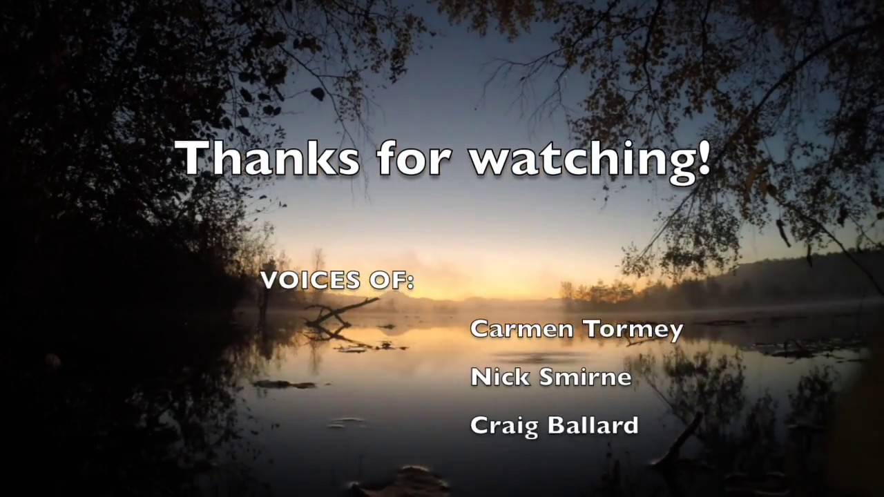 Why do Bubbles Rise from Wetland Sediment?