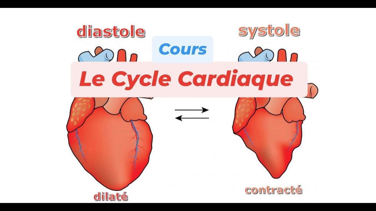 LE CYCLE CARDIAQUE
