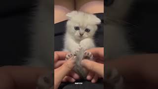 Download Lagu The cat's falling 🙀💓 cat #kitten #shorts #funny #cute MP3