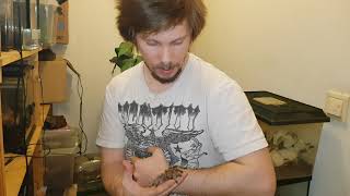 Pterinochilus Murinus Classic Handling