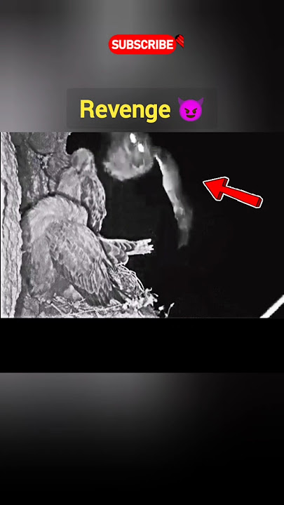 Owl Revenge VS Eagle #shorts #revenge #attack #vs #owl #fyp #viralvideo #eagles #nature #usa #uk #us