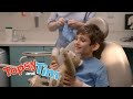 Topsy Tim 216 Tooth Fairy HD Full Episodes Shows For Kids