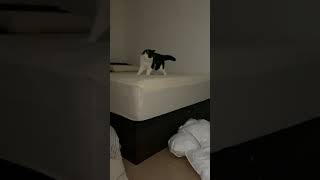 ベッドシーツを新しくしたら破いた犯人猫が1番喜んでいたので隠し撮りしましたw #shorts
