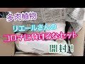【多肉植物】リエールさんのコロナに負けるなセット開封!