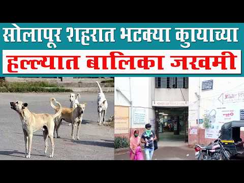 सोलापूर शहरात भटक्या कुत्र्याच्या हल्ल्यात बालिका जखमी