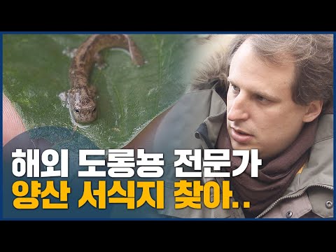 &amp;#39;볼체&amp;#39; 교수, 양산 <strong>도롱뇽</strong> 보호 호소