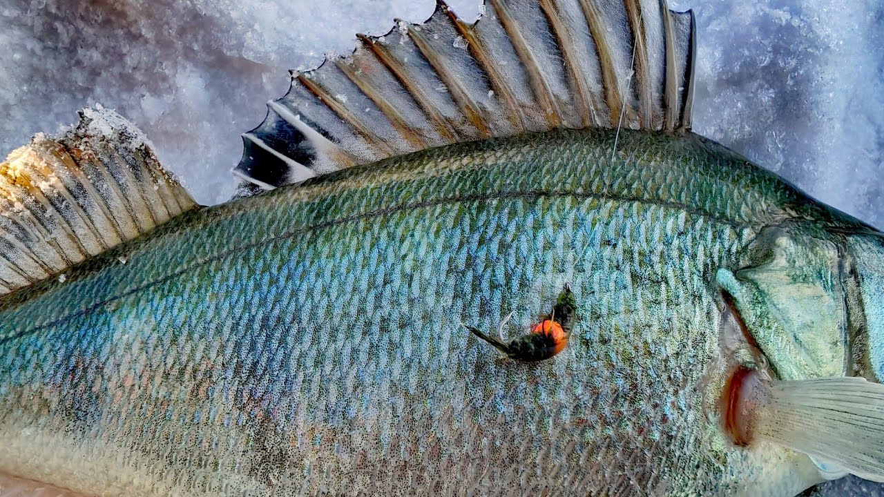 Жор окуня в глухозимье! Рыбалка на озере с ночевой. Безмотылка. 