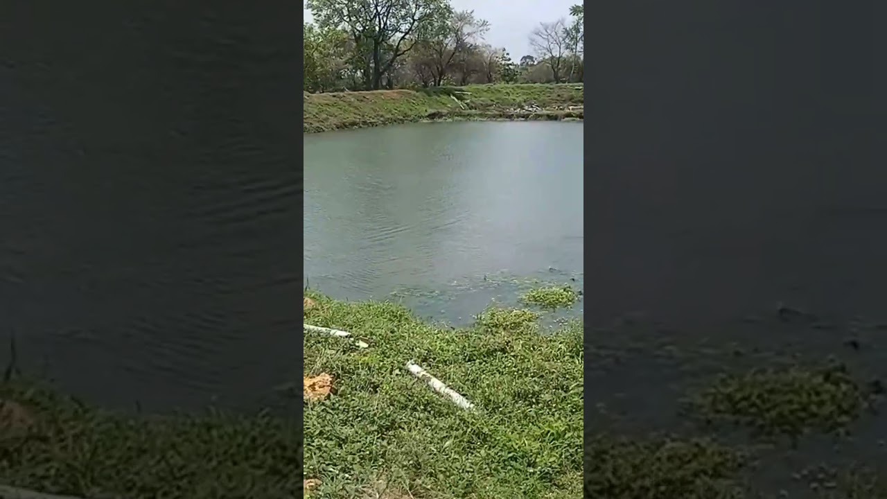 N S Fisheries Rajnandgaon (chattisgarh)