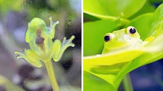 This Frog Is Almost Invisible You Can See Its Heart Beating