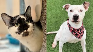 Pets of the Week 21