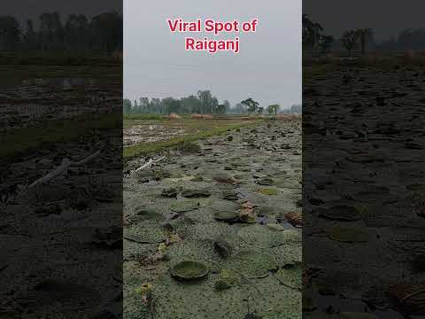 Viral Spot of Raiganj #trendingshorts #travel