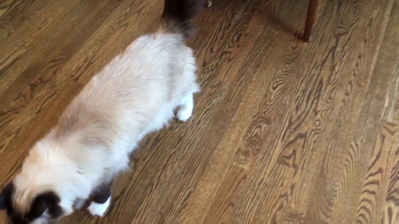 Ragdoll Cat Chattering At Birds On The Woopet Window Bird Feeder
