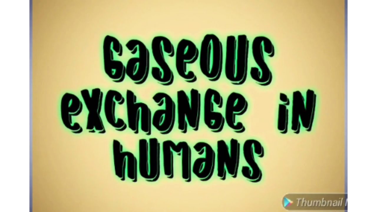 Gaseous Exchange In Humans 10th Class Biology YouTube