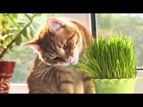 Видео: Пять видов травы, которую можно купить или вырастить для вашей кошки