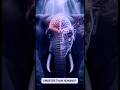 “Elephants’ Secret Intelligence 🧠 | Smarter Than Humans?”