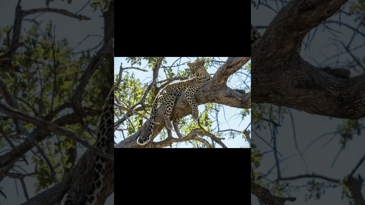 Яванский  леопард